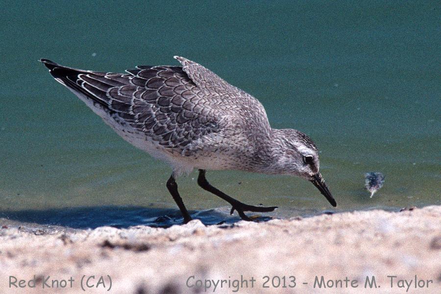 Red Knot -summer- (California)