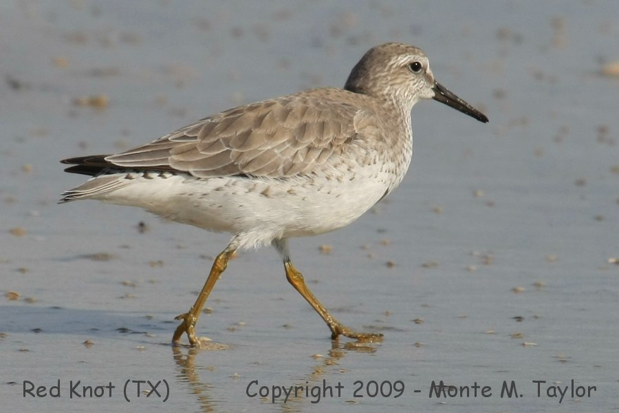 Red Knot -winter- (Texas)