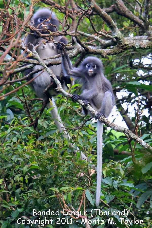 Banded Langur -winter / Banded Leaf Monkey (Kaeng Krachan National Park, Thailand)