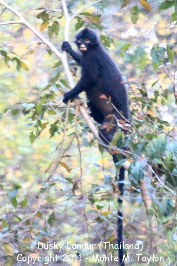 Dusky Langur -winter / Dusky Leaf Monkey (Kaeng Krachan National Park, Thailand)