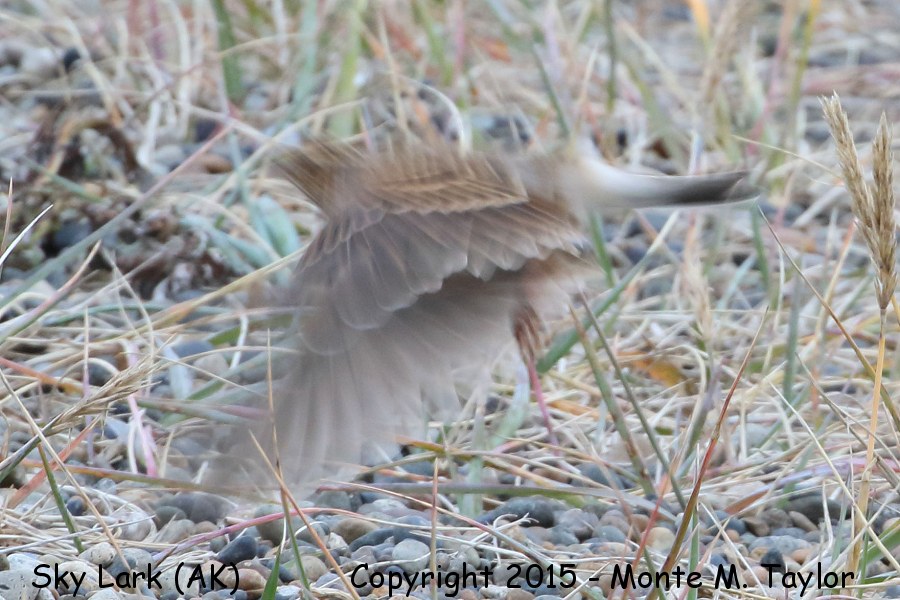 Eurasian Skylark -summer- (Gambell, St. Lawrence Island, Alaska)
