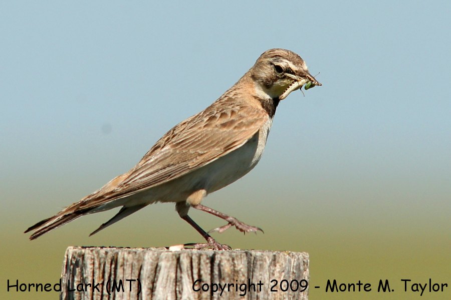 Horned Lark -summer female- (Montana)