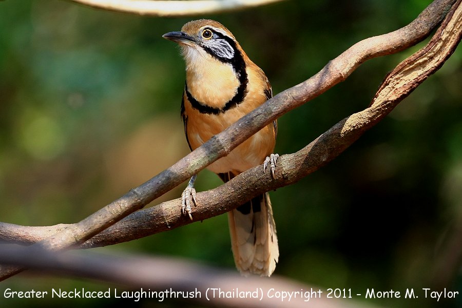Greater Necklaced Laughingthrush -winter- (Kaeng Krachan National Park, Petchaburi, Thailand)