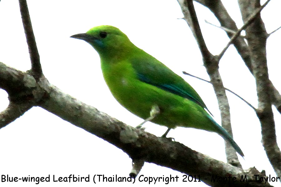 Blue-winged Leafbird -winter female- (Kaeng Krachan National Park, Thailand)