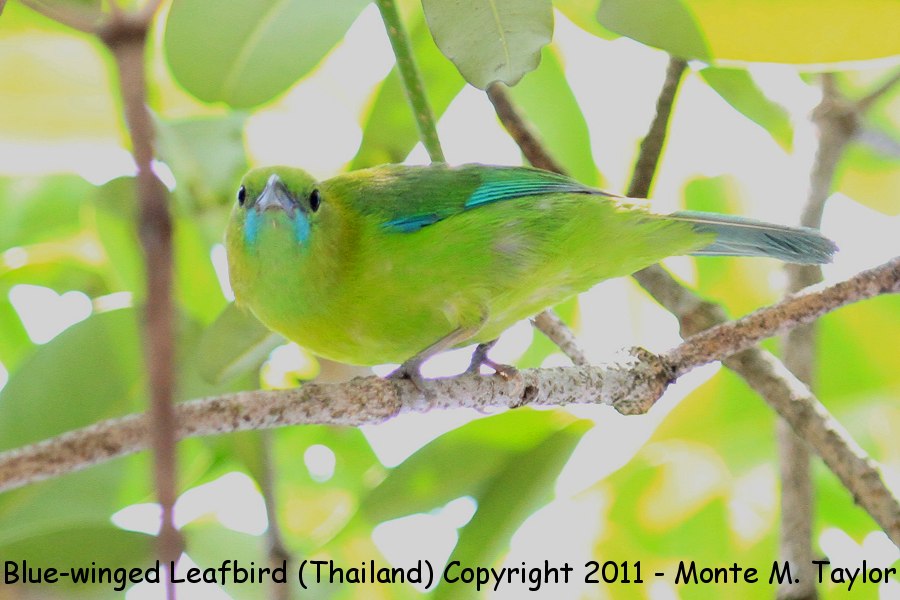 Blue-winged Leafbird -winter female- (Kaeng Krachan National Park, Thailand)