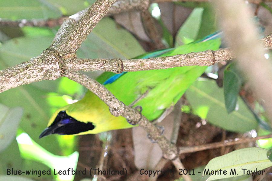 Blue-winged Leafbird -winter male- (Kaeng Krachan National Park, Thailand)