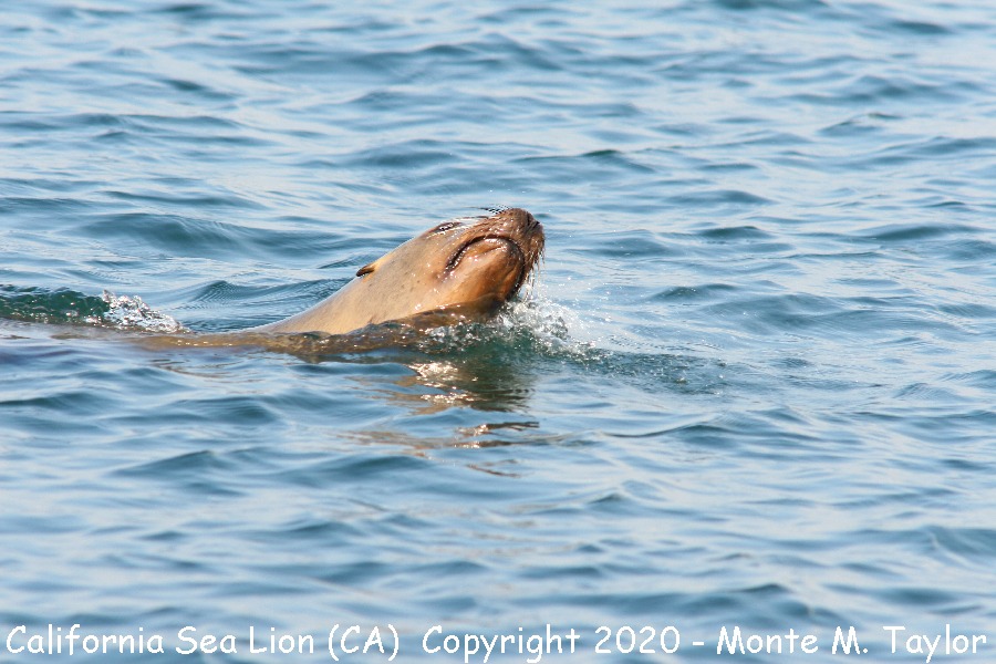 California Sea Lion -fall- (California)