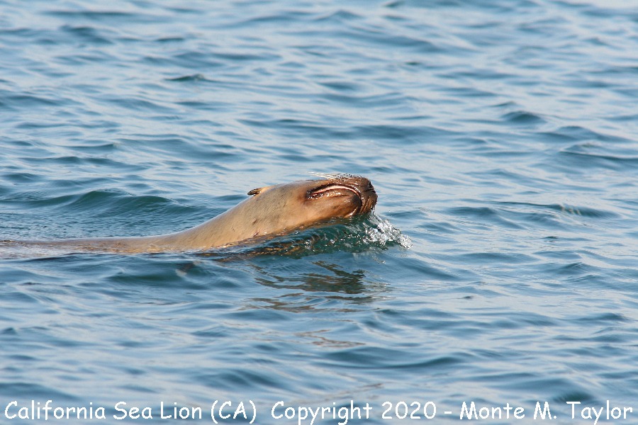 California Sea Lion -fall- (California)