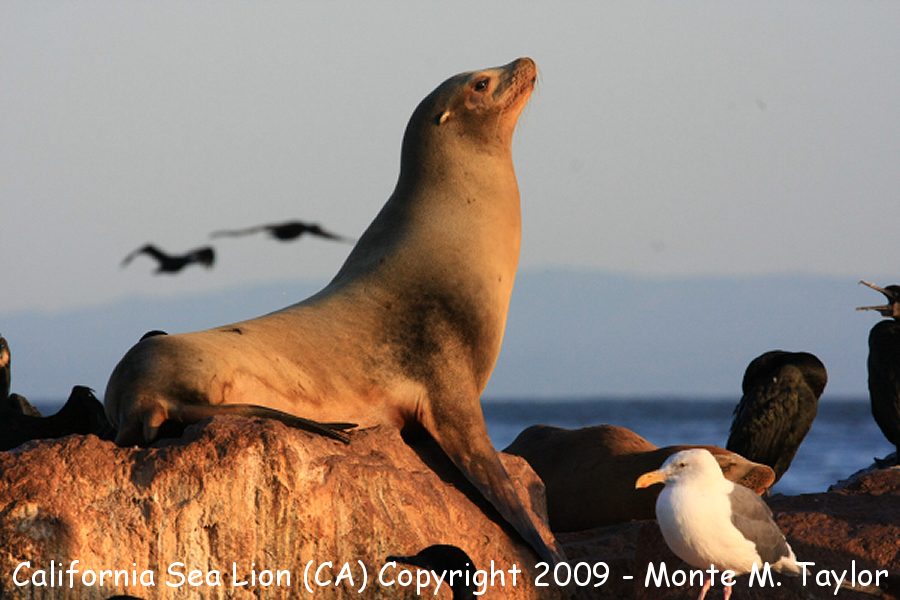 California Sea Lion -fall- (Monterey Bay, California)