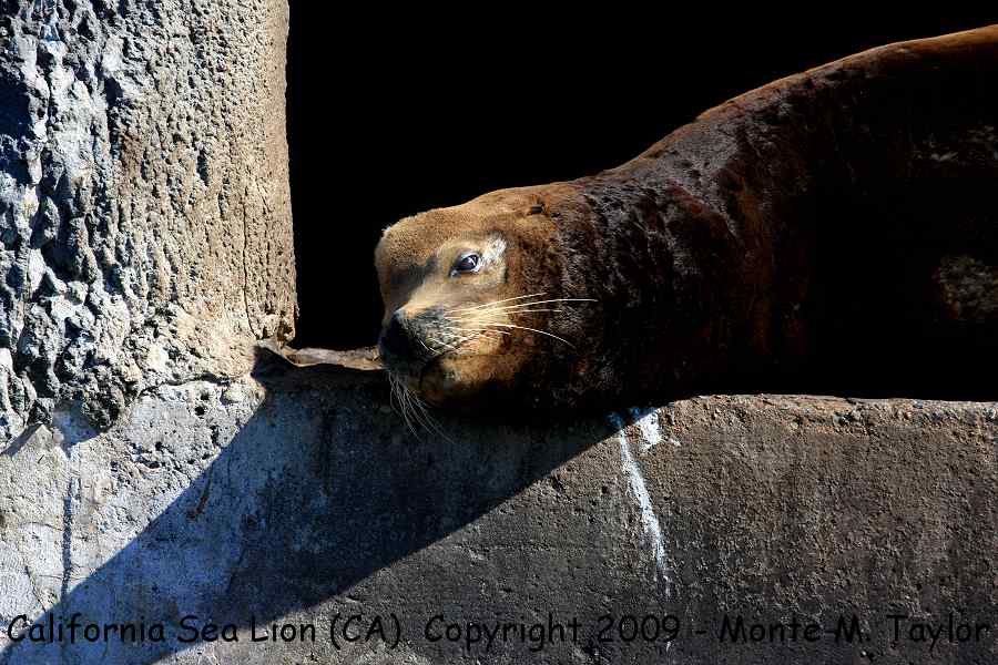 California Sea Lion -fall- (Monterey Bay, California)