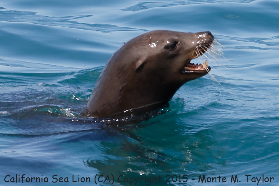 California Sea Lion -spring- (California)