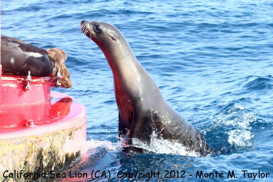California Sea Lion -summer- (California)