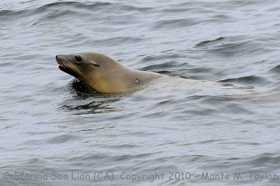 California Sea Lion -summer- (California)
