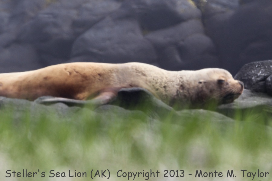 Steller's Sea Lion -summer- (Saint Paul Island, Alaska)