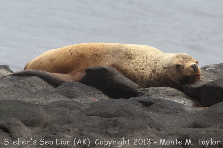 Steller's Sea Lion -summer- (Saint Paul Island, Pribilofs, Alaska)