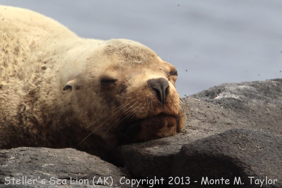 Steller's Sea Lion -summer- (Saint Paul Island, Alaska)