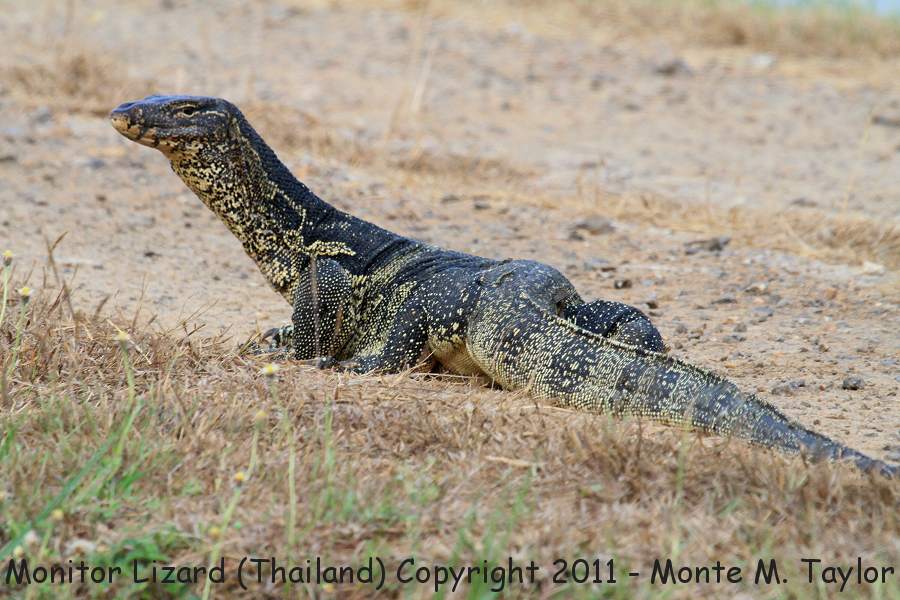 Monitor Lizard -winter- (Laem Pak Bia, Petchaburi, Thailand)