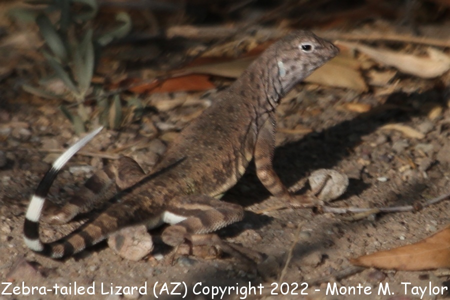 Zebra-tailed Lizard -summer- (Arizona)