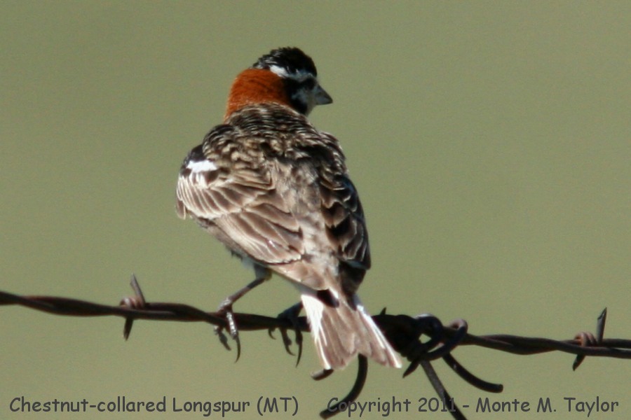 Chestnut-collared Longspur -summer male- (Montana)
