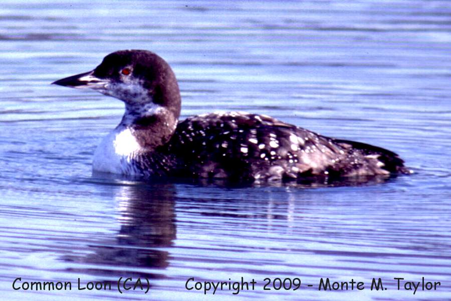 Common Loon -early spring- (California)