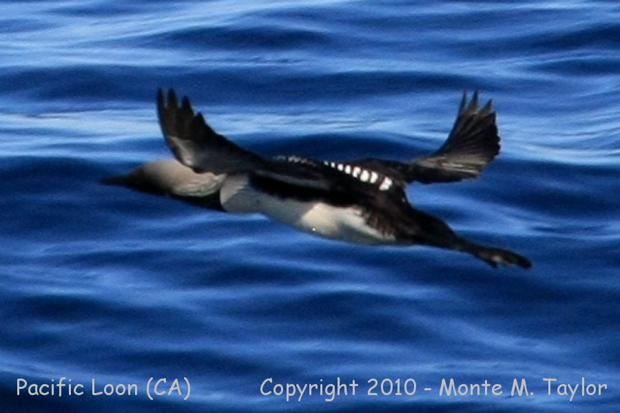 Pacific Loon -spring- (California)