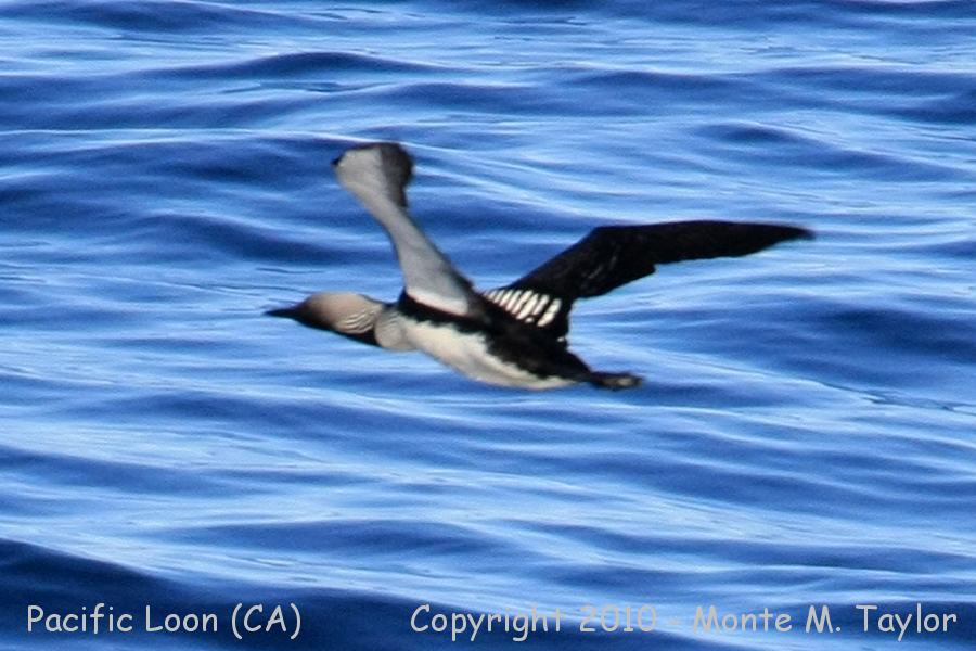 Pacific Loon -spring- (California)