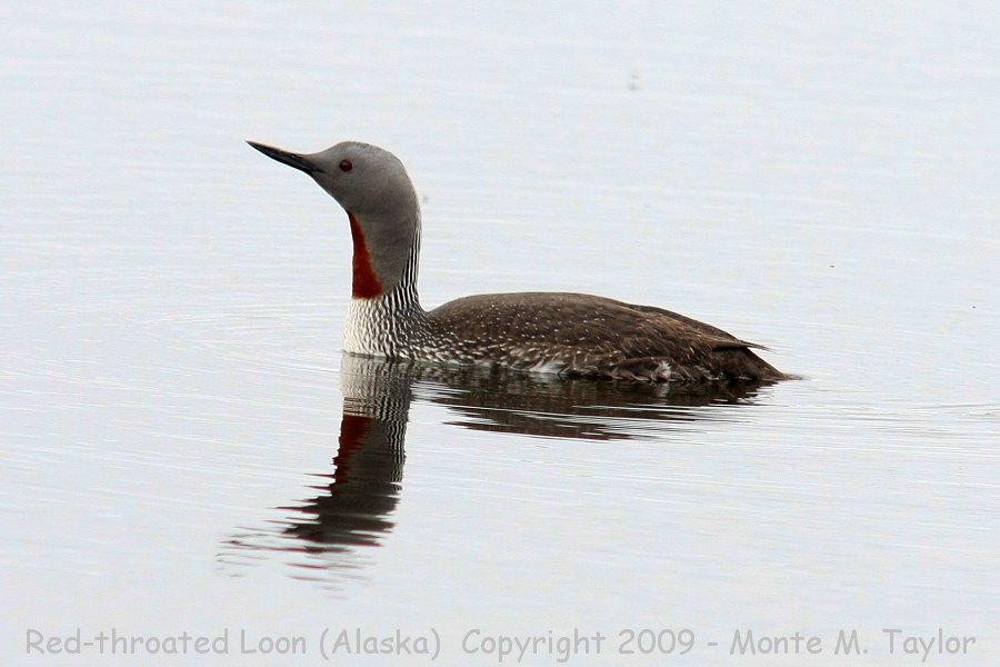 Red-throated Loon -spring male- (Nome, Alaska)