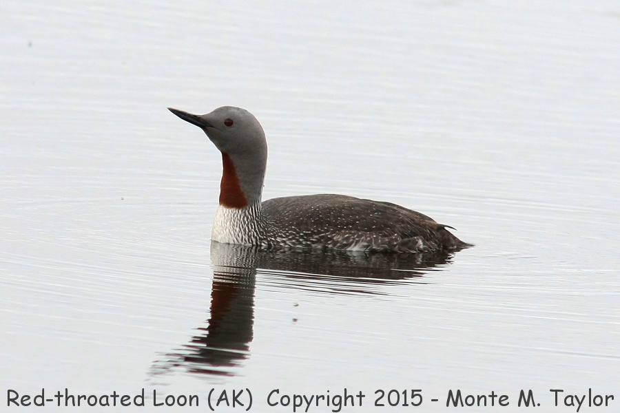 Red-throated Loon -spring male- (Nome, Alaska)