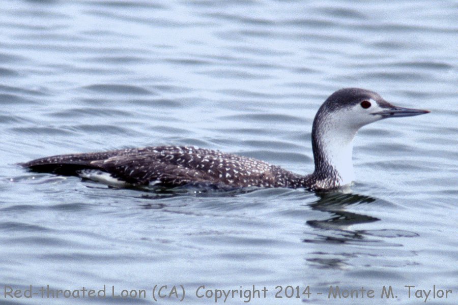 Red-throated Loon -winter- (California)