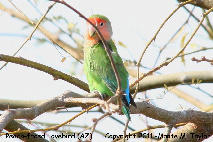Rosy-faced Lovebird -winter male- (Gilbert, Arizona)