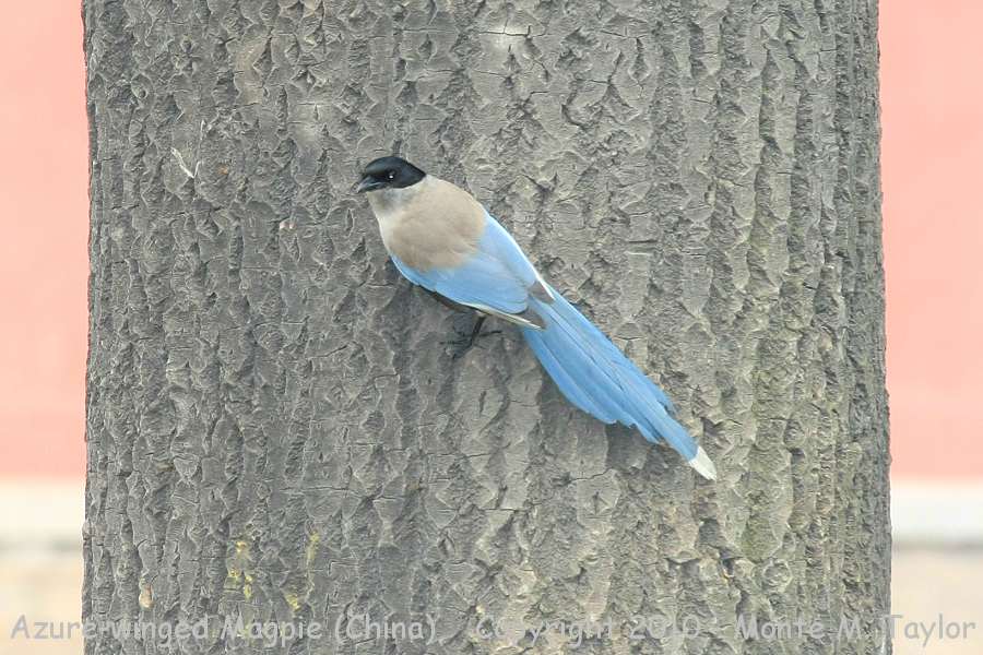 Azure-winged Magpie -spring- (Tianjin, China)