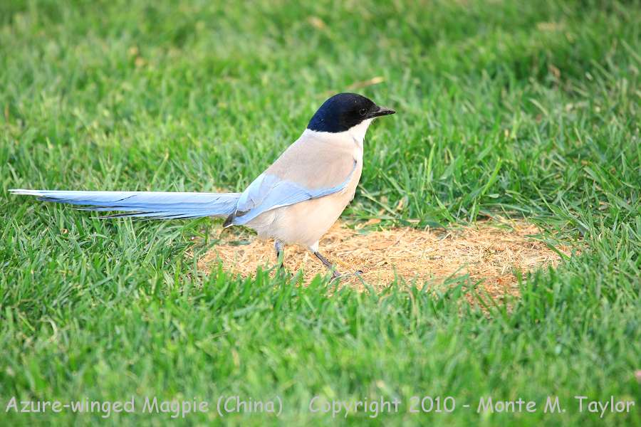 Azure-winged Magpie -spring- (Tianjin, China)