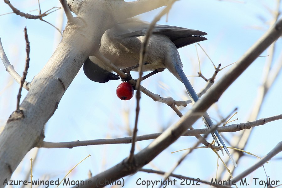 Azure-winged Magpie -winter- (China)