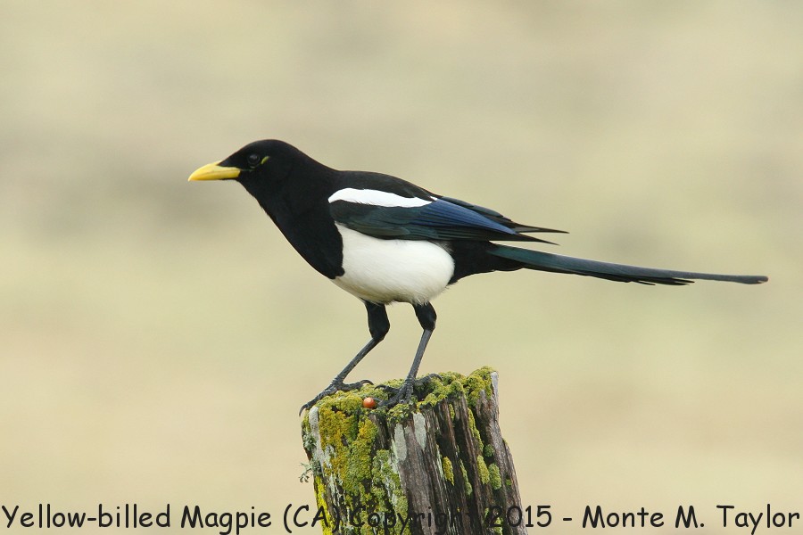 Yellow-billed Magpie -spring- (California)