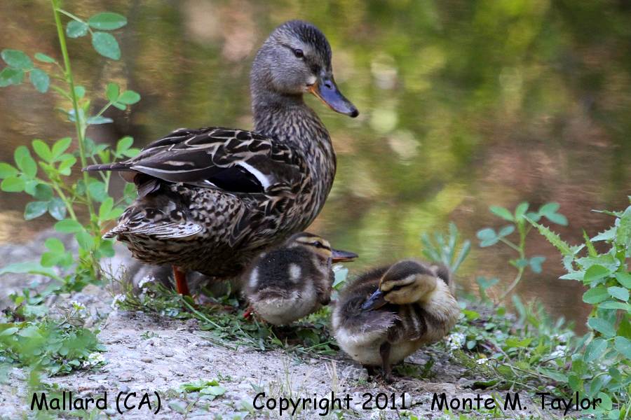 Mallard -spring female w/ducklings- (California)