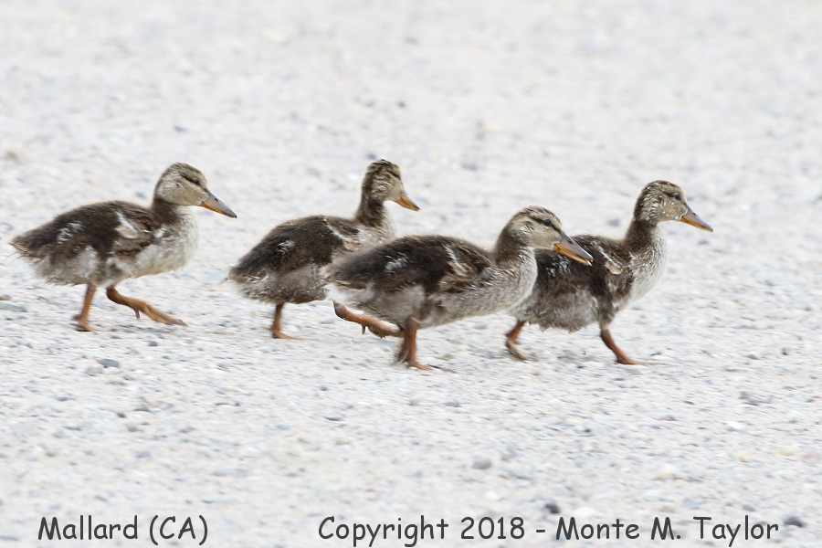Mallard -spring ducklings- (California)