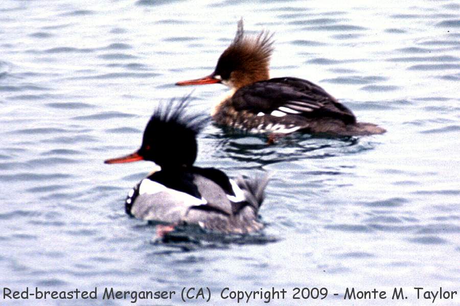 Red-breasted Merganser -winter male and female- (California)