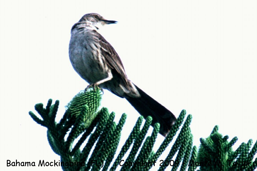 Bahama Mockingbird -Jun 13th, 1992- (Key West, Florida)