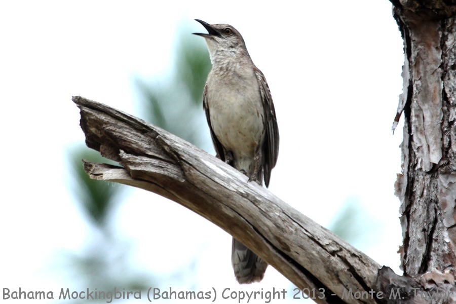 Bahama Mockingbird -summer- (Little Abaco, Bahamas)