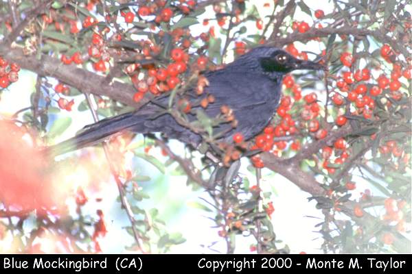 Blue Mockingbird -Dec 18th, 1999- (Long Beach, California)