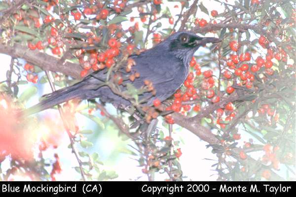 Blue Mockingbird -Dec 18th, 1999- (Long Beach, California)