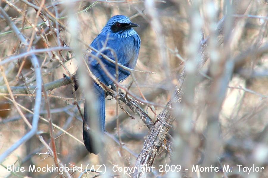Blue Mockingbird -Mar 15th, 2009- (Douglas (Slaughter Ranch, Arizona)