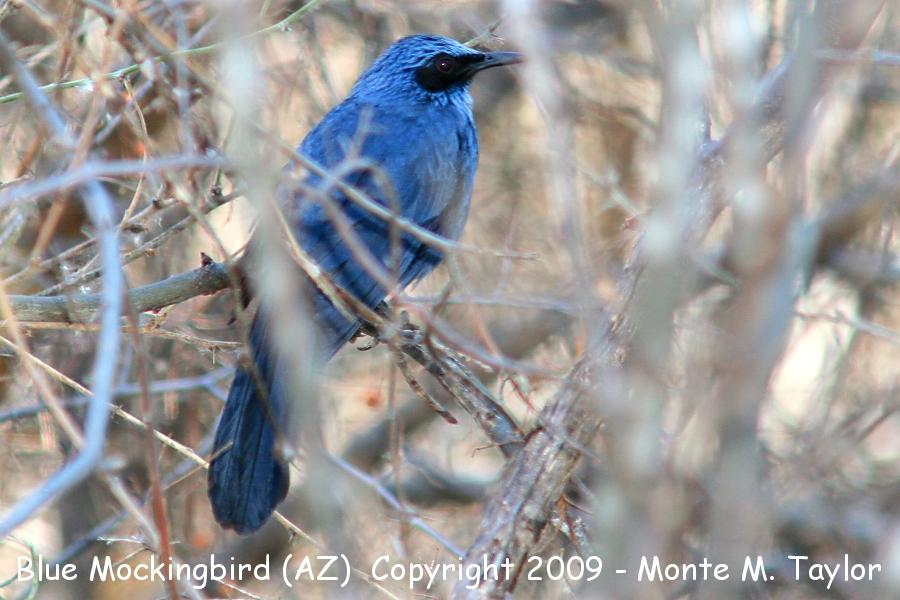 Blue Mockingbird -Mar 15th, 2009- (Douglas (Slaughter Ranch, Arizona)