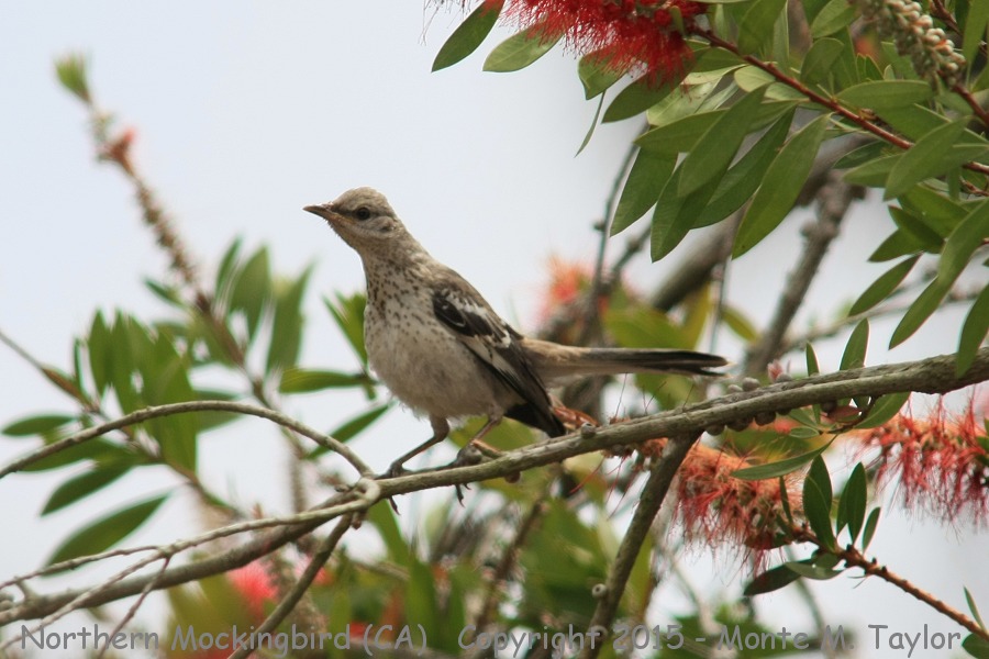 Northern Mockingbird -spring juvenile- (California)