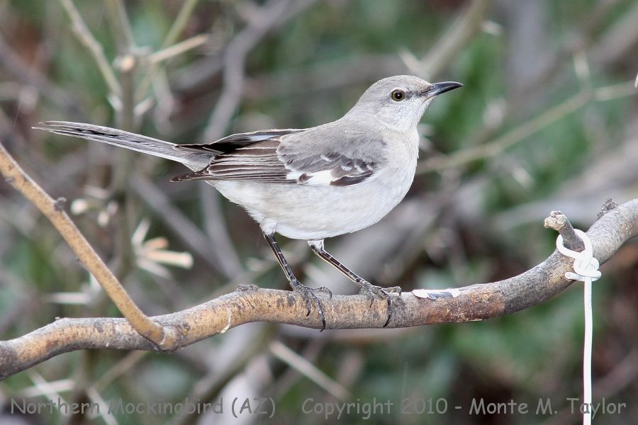 Northern Mockingbird -winter- (Arizona)
