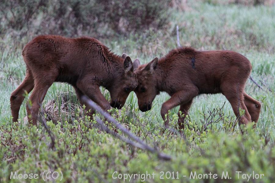 Moose -spring youngsters sparring- (Rocky Mountain National Park, Colorado)