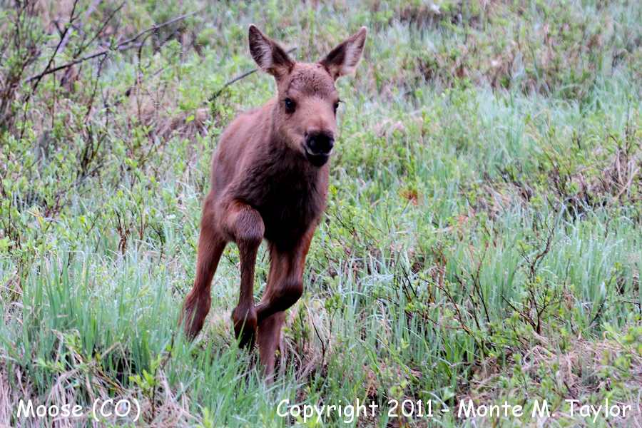Moose -spring calf- (Colorado)