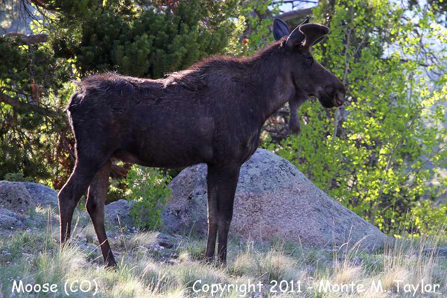 Moose -spring 1st yr male- (Colorado)
