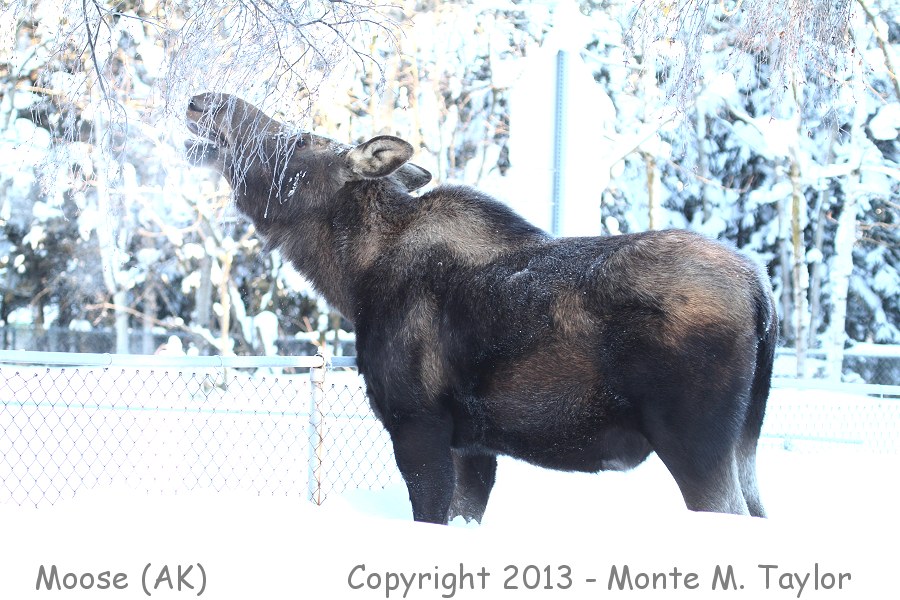 Moose -winter in downtown Anchorage area- (Alaska)