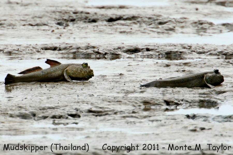 Mudskipper -winter- (Petchaburi, Thailand)